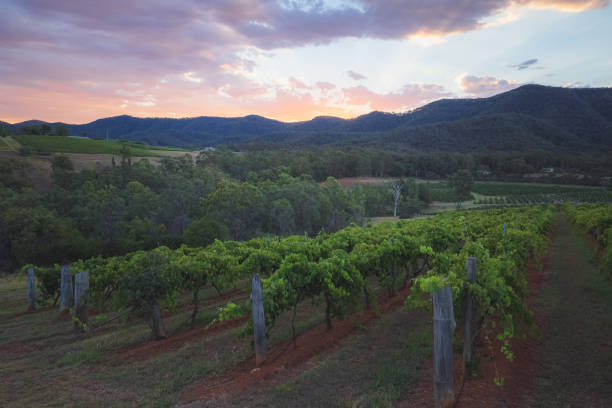 hunter valley winnica zachód słońca, nsw - vineyard hunter valley australia vine zdjęcia i obrazy z banku zdjęć