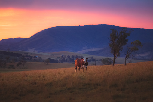A lone Aussie Red Cow (Illawarra) against a colourful, dramatic sunset sky in rural countryside landscape near Rydal in the Blue Mountains National Park in NSW, Australia.