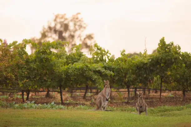 Eastern Grey kangaroos (Macropus giganteus) beside a vineyard, have become pests in the wine country region of the Hunter Valley, NSW, Australia.