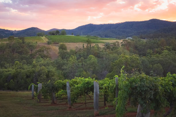 hunter valley winnica zachód słońca, nsw - vineyard hunter valley australia vine zdjęcia i obrazy z banku zdjęć