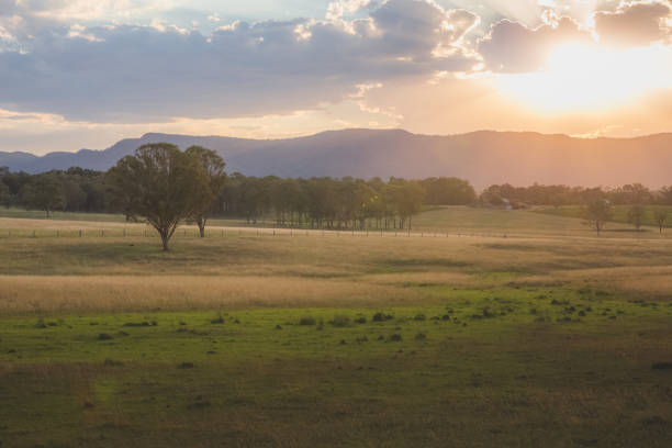 istock Hunter Valley Golden Light, NSW 1299769440