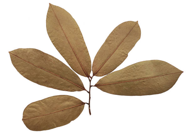 istock Dry soursop leaf isolated on white background 1299769498