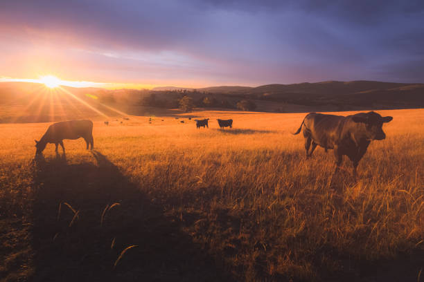 istock Lowline Cows. Blue Mountains, Australia 1299769635