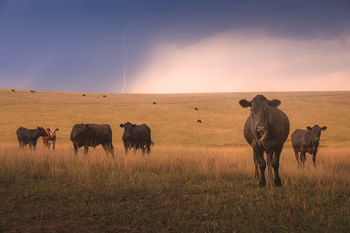 Black lowline cattle (Bos primigenius) in a field with dramatic storm clouds and a lightning strike from above in the rural countryside landscape of the Hunter Valley wine region in NSW, Australia.