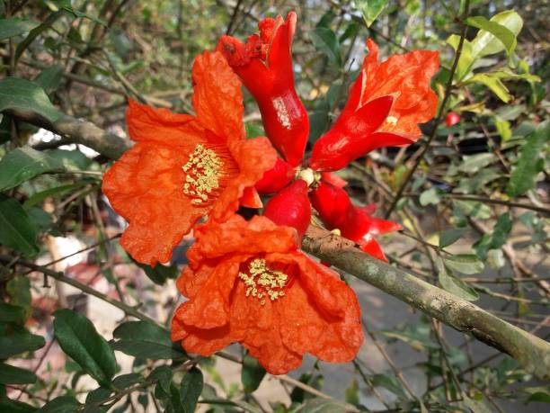 istock Beautiful red color pomegranate flowers on the tree 1299769889