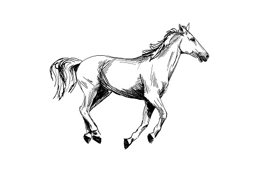 Running horse black graphic sketch isolated on white background. Vector illustration