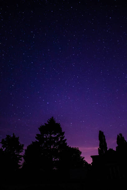 istock Stellar photo with Big tree, purple and pink 1299770476