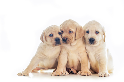 Cute puppies isolated on white background