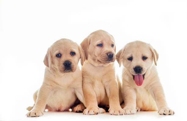 istock Cute puppies isolated on white background 1299772613