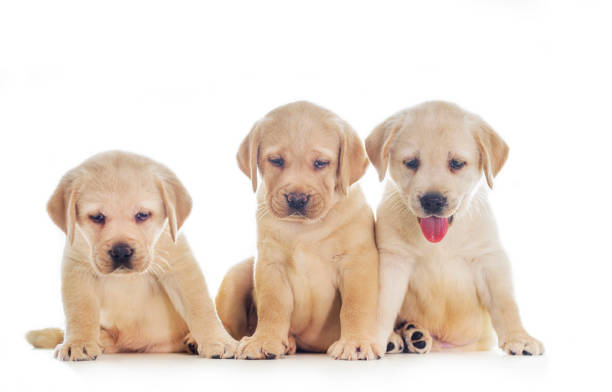 istock Cute puppies isolated on white background 1299772649