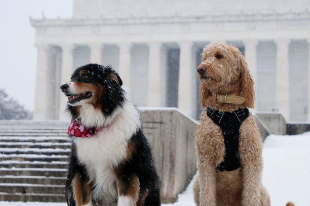 d.c雪の日2021 - dog snow bernese mountain dog paw ストックフォトと画像