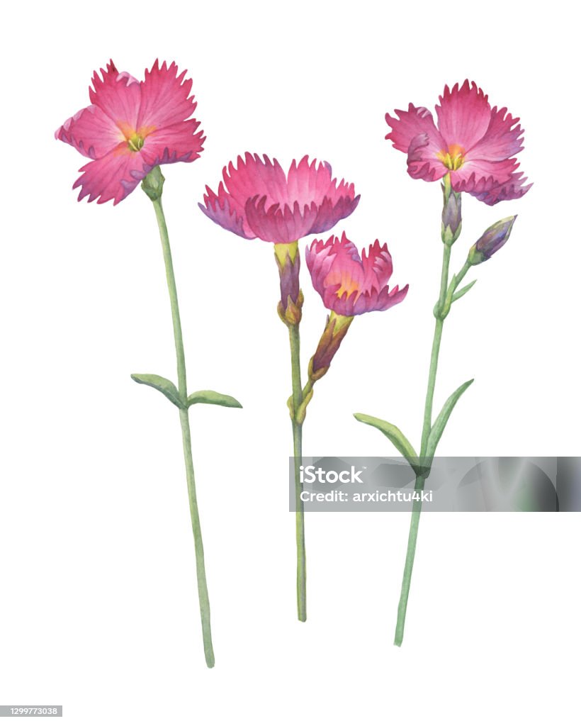 Set of pink Dianthus gratianopolitanus «Feuerhexe» flower (known as carnation, fire witch, sweet william, grandiflorus). Watercolor hand drawn painting illustration isolated on white background. Close-up stock illustration