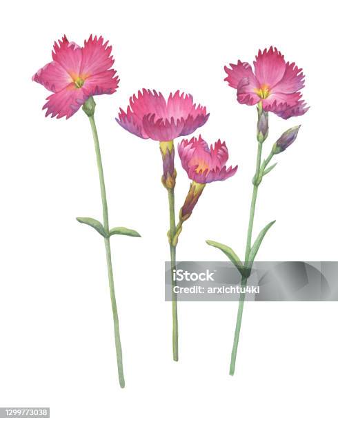 Set Of Pink Dianthus Gratianopolitanus Feuerhexe Flower Watercolor Hand Drawn Painting Illustration Isolated On White Background Stock Illustration - Download Image Now