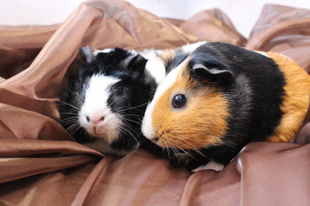 istock two spotted guinea pigs animals sit together pets 1299774188