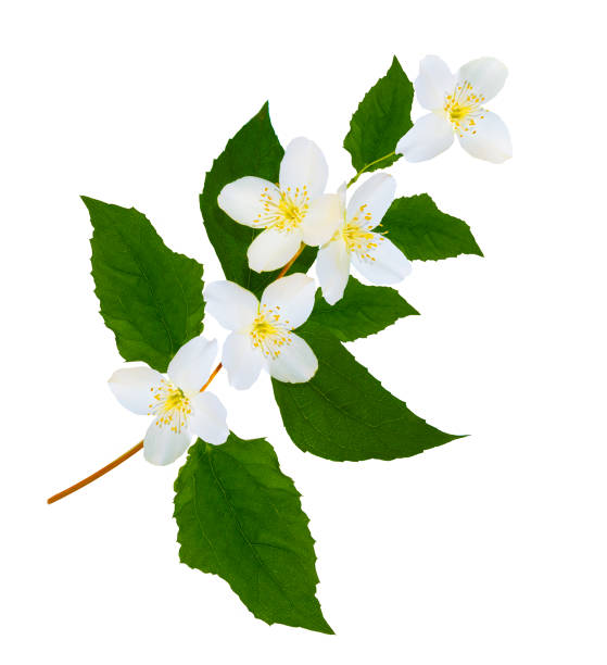 istock jasmine flowers isolated on white background. Beautiful flowering plant 1299775521