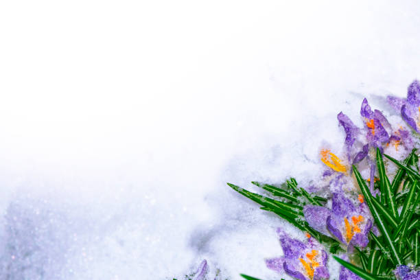 flower growing in snow in early spring forest
