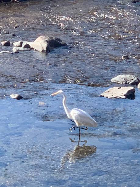 istock River bird searching food in Water 1299775651