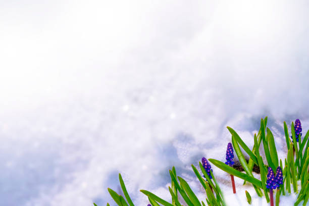 istock flower growing in snow in early spring forest 1299775726