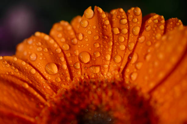 istock Macro shot of orange gerbera flower with raindrops 1299776990