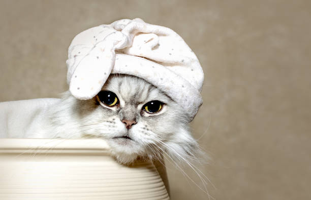 istock Cute white-gray cat relaxing under a blanket in a hat for sleeping. 1299777002