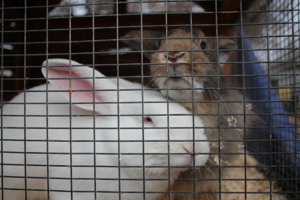 istock rabbits are white animals sitting in a cage behind bars 1299777166