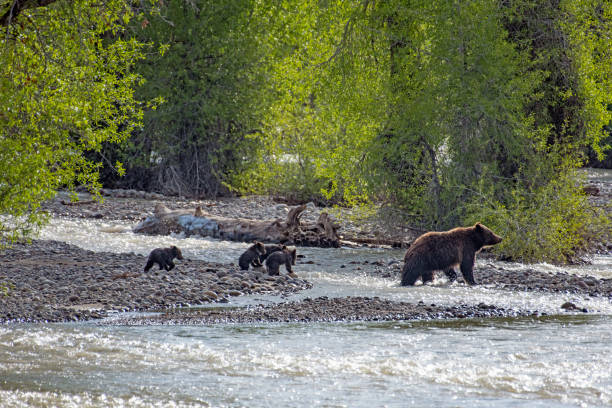 istock Four Grizzly bear cubs and the mother 1299777236