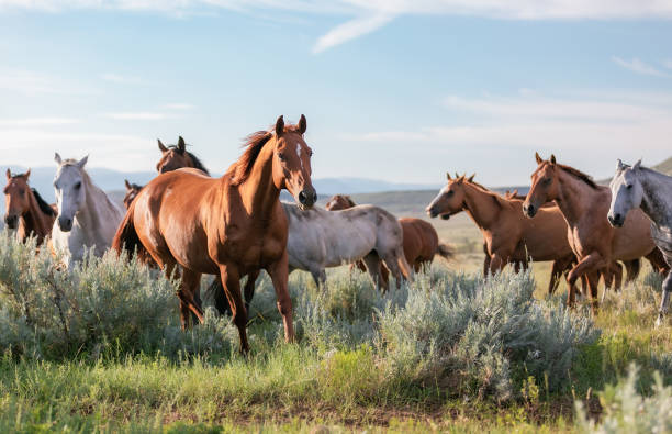 Herd of Montana Ranch horses