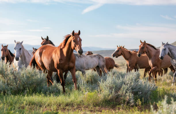 Herd of Montana Ranch horses Colorful herd of American Quarter ranch horses galloping across the range in front of the Pryor mountains stampeding photos stock pictures, royalty-free photos & images