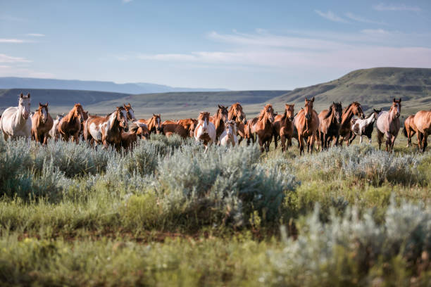 sterż koni montana ranch - billings zdjęcia i obrazy z banku zdjęć