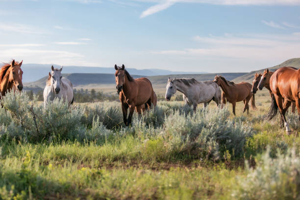 istock Herd of Montana Ranch horses 1299780243