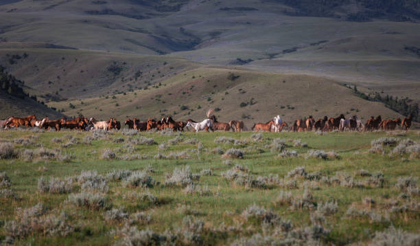 istock Herd of Montana Ranch horses 1299780247