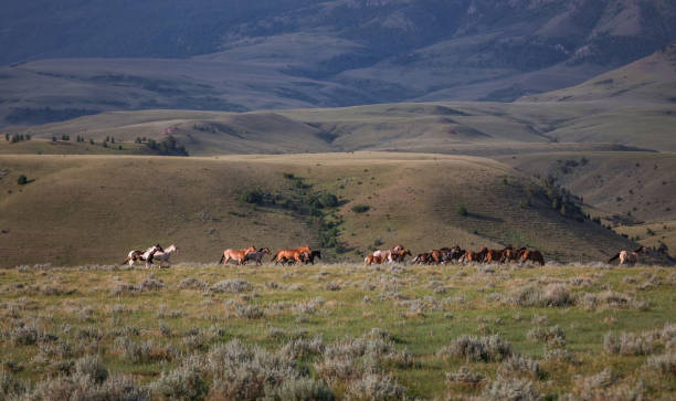 istock Herd of Montana Ranch horses 1299780249