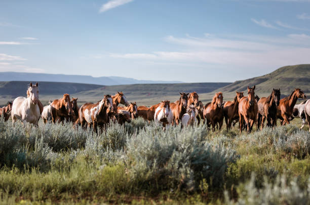 istock Herd of Montana Ranch horses 1299780267
