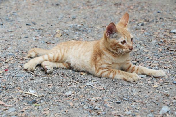 istock The little cat was lying on the ground and looking at something. 1299780870