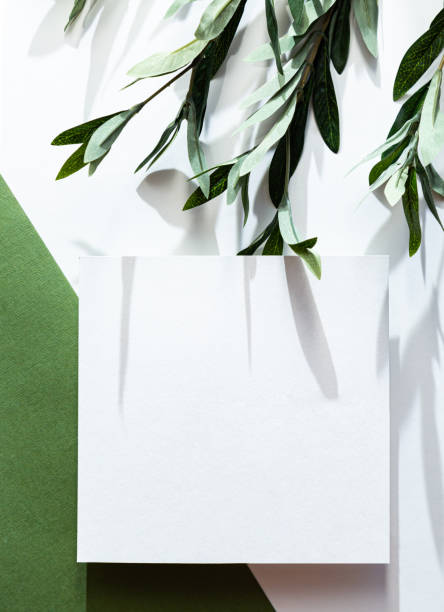 istock White sheet of paper, eucalyptus branch and long shadows. Empty postcard scene mockup. Green background in sunlight. Flat lay, top view. 1299782256