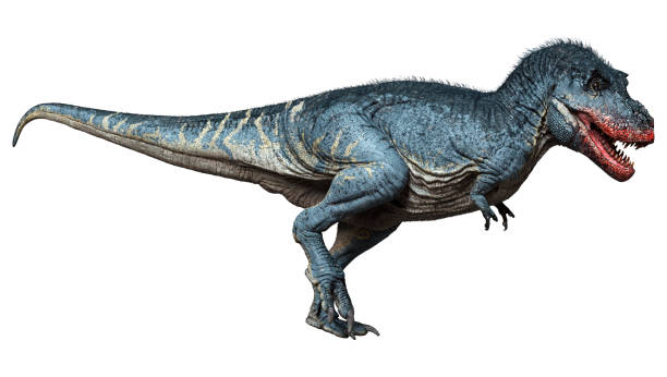 istock 3D illustration dinosaur Tyrannosaurus Rex on white 1299782541