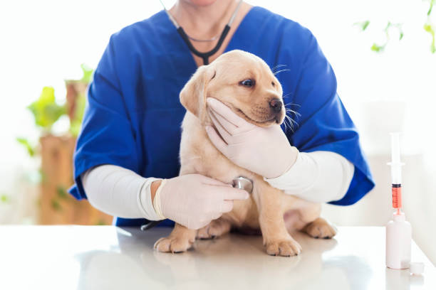 istock Puppy at veterinarian office 1299784020