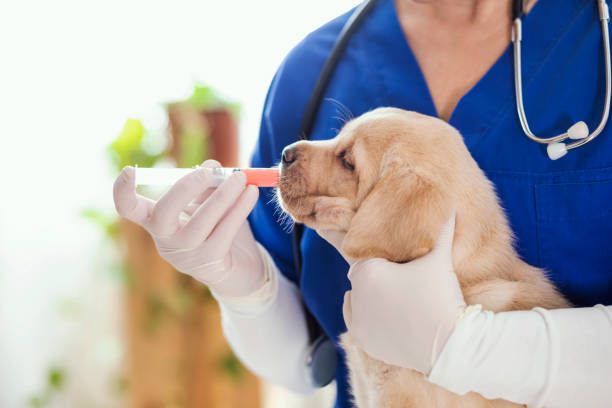 istock Puppy at veterinarian office 1299784034