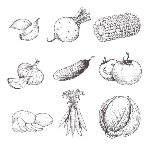 Hand drawn sketch style vegetables set. Garlic, beet, corn, onion, cucumber, tomato, potato, carrot and cabbage. Eco farm fresh products. Vector illustrations. Hand drawn sketch style vegetables set. Garlic, beet, corn, onion, cucumber, tomato, potato, carrot and cabbage. Eco farm fresh products. Vector illustrations. engraving food onion engraved image stock illustrations