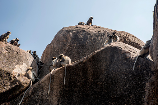 group of Gray langur resting on the rock
