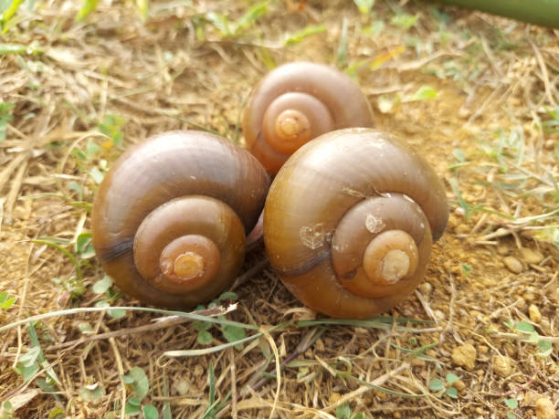 Empty shell of Ampullariidae or commonly known as apple snails