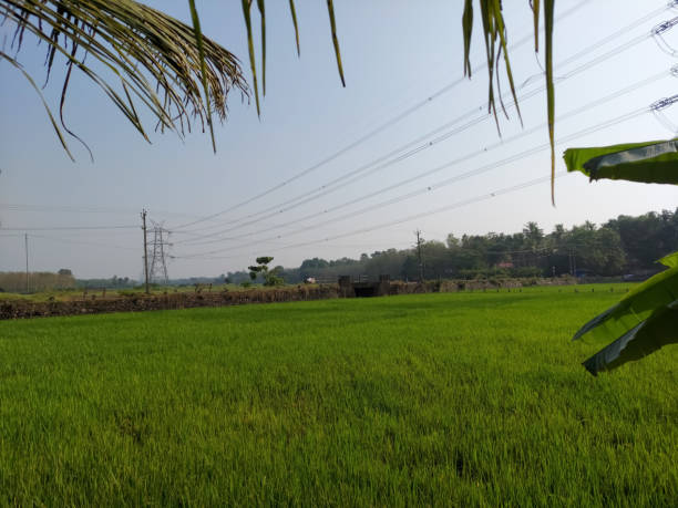 istock high voltage electricity line over rice field in Kerala India 1299787018