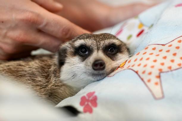 Petting a relaxed Meerkat, Seoul, 2019 Meerkat Cafe visit seoul zoo stock pictures, royalty-free photos & images
