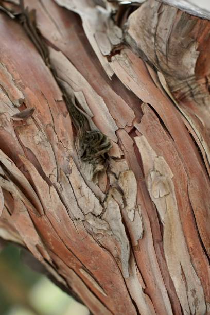 istock Rough bark close up, Seoul, 2019 1299787287