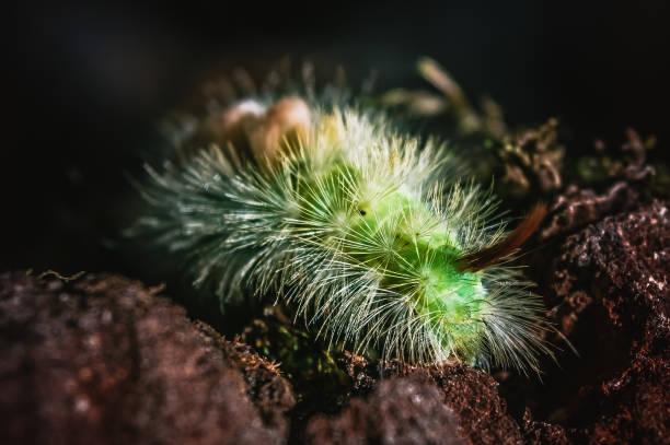 istock Green fluffy caterpillar crawls away into the darkness 1299787541