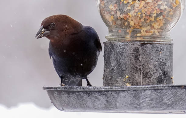 istock Cowbird on the bird feeder 1299789190