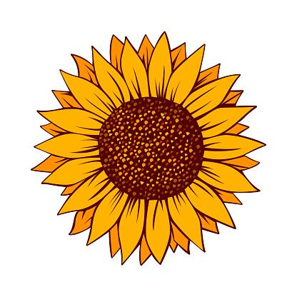 Sunflower vector illustration. Sunflower isolated. Botanical floral illustration. Yellow summer flower vector