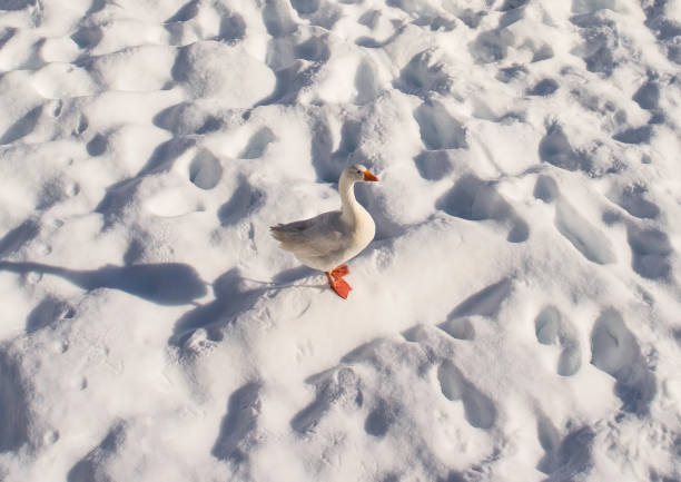 istock Goose in Snow, North East Italy 1299792938