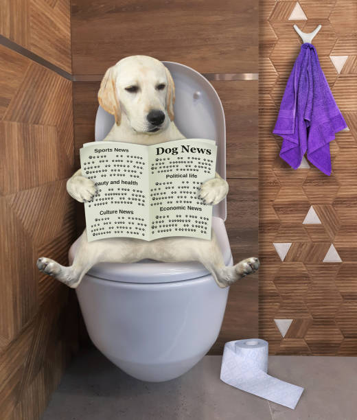 istock Dog on toilet bowl reading 2 1299792973