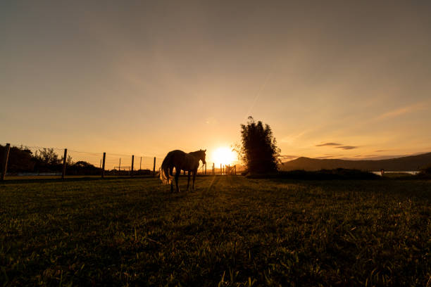 istock The horse and the sun 1299793599